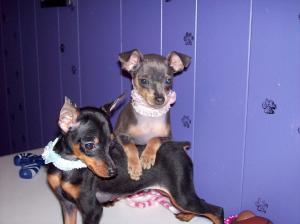 MiniaturePinscherPuppiesMinPin